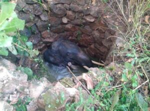 A tusker was recovered from an abandoned well